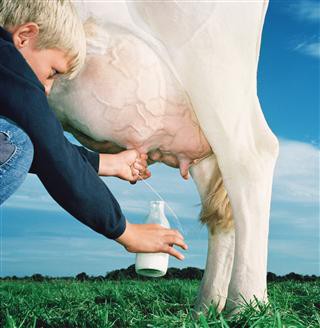 Verse, Houdbare of Rauwe melk?